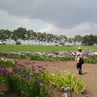 ayako
