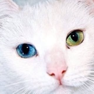 aki