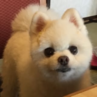 chocopon_rie