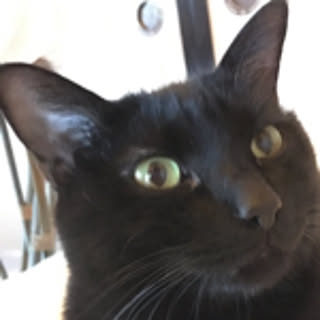 neneco