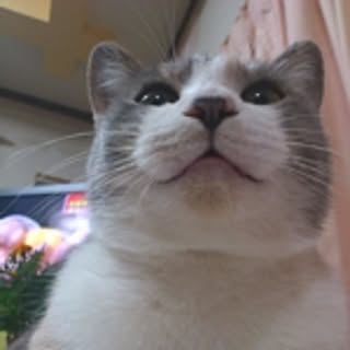 neko