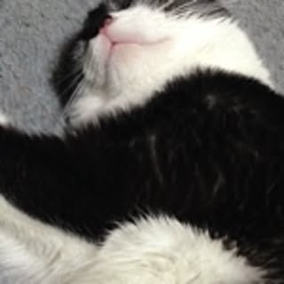 kazuneko