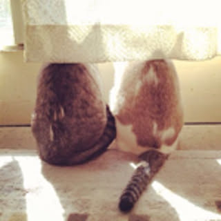 coconaya