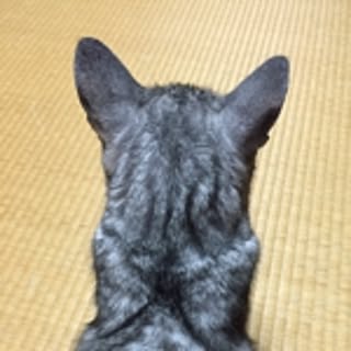 nakacham.cham