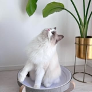 MoyoHome