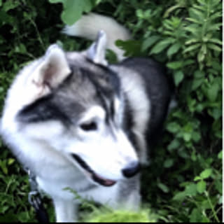 Ginga