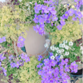 kinako