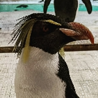 penguinjirou
