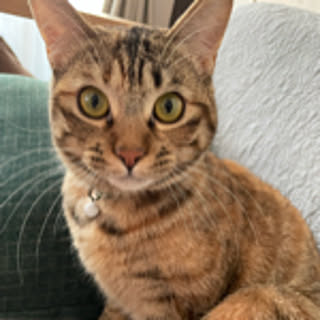 Mmon