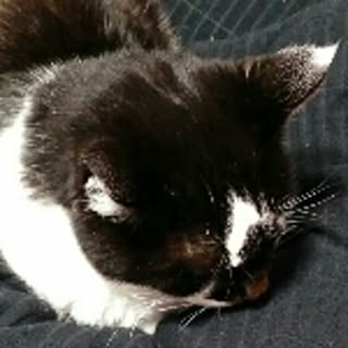 kevin