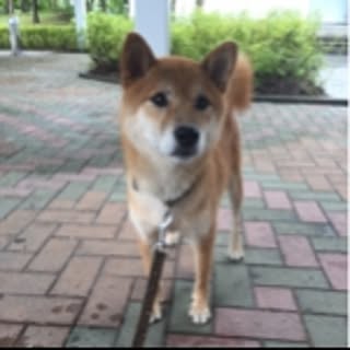 shiba