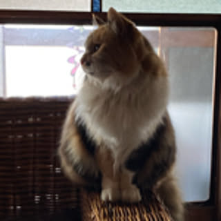 yuka
