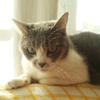 mimi