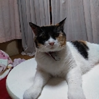 neko