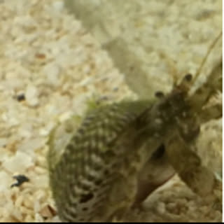 h.papa