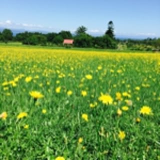 YukikoK