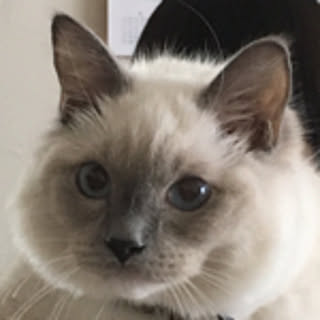 nyalu