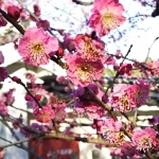 kuronuko