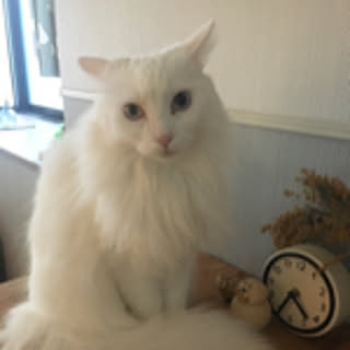 koma