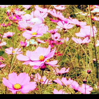 bloom