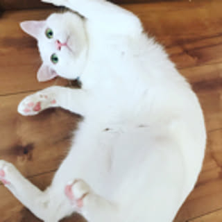 mey