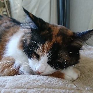 mie