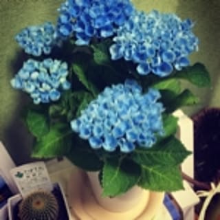 manami