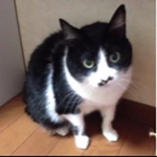 chirotan