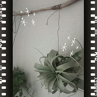 Shoko