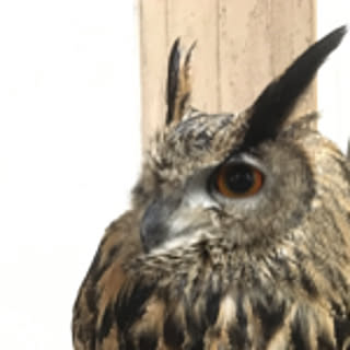 swbee