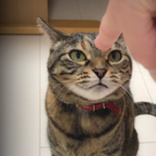 rika.