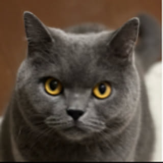 kitty