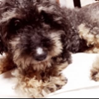 tomotomo