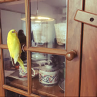 maco