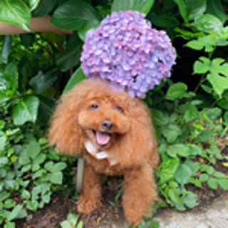 bonbon