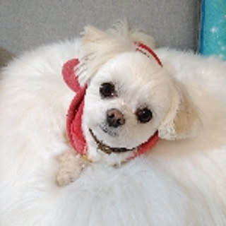 mino