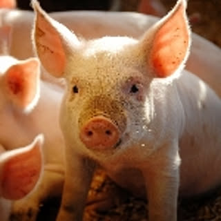 kumi.lucky-pig