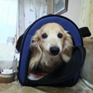 chiitaro