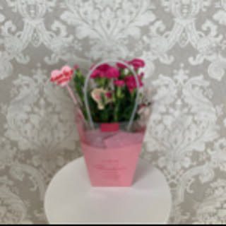 white_rose