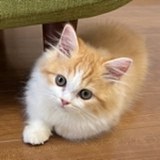 jun