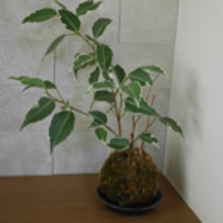 SuMih