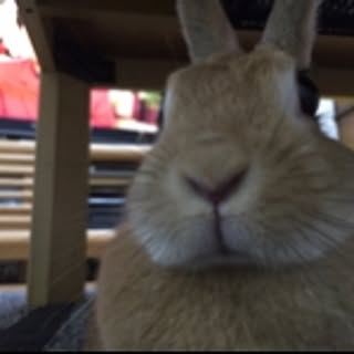 maro