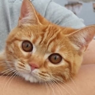 teniwoha-cat