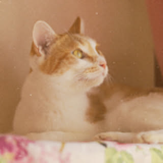 ShmilyCat