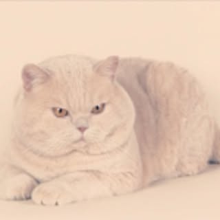 caowl