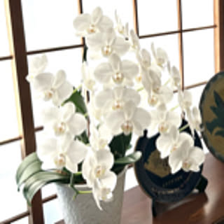 hiroko