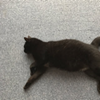 tomo