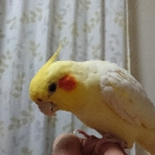 tora