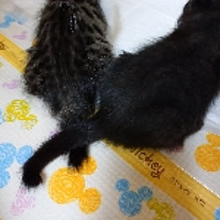 tsuki