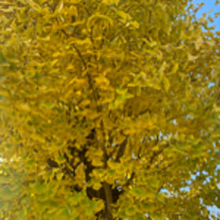 nekoko